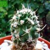 Pediocactus _peeblesianus 'menzelii' JB2 _06